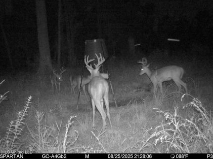 Timberland Property for sale in Tangipahoa Parish, Louisiana