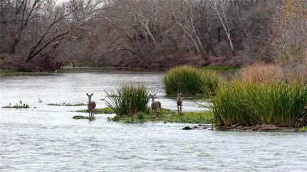 Hunting Land for sale in Bastrop County, Texas