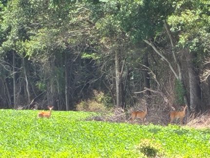 Undeveloped Land for sale in Dillon County, South Carolina