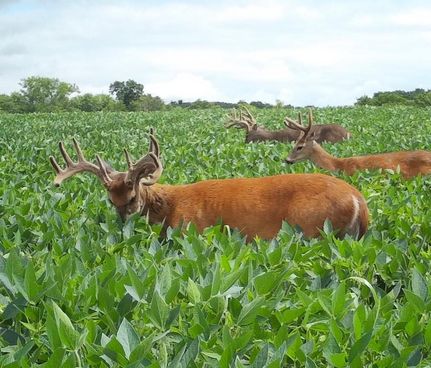 Hunting Land for sale in Tazewell County, Illinois