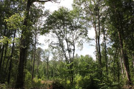 Timberland Property for sale in Angelina County, Texas