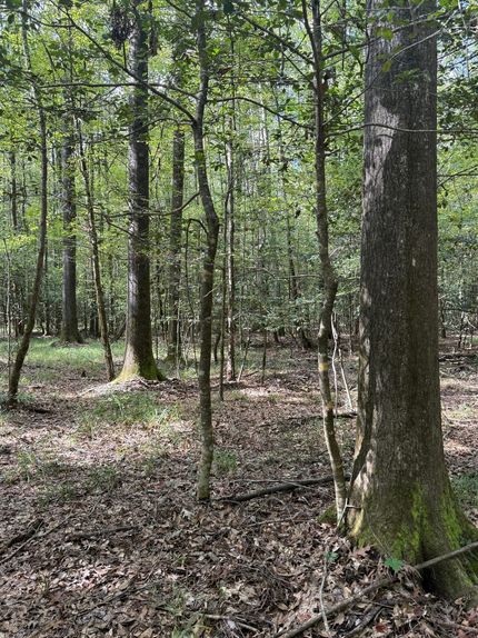 Property for sale in Attala County, Mississippi