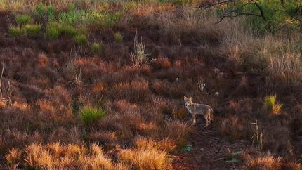 Ranch Property for sale in Young County, Texas