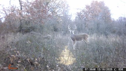 Hunting Land for sale in Eastland County, Texas