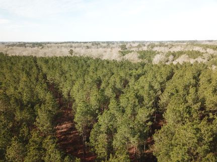 Timberland Property for sale in Sabine Parish, Louisiana