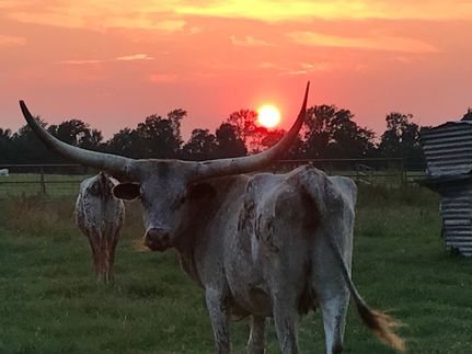 Property for sale in Grimes County, Texas