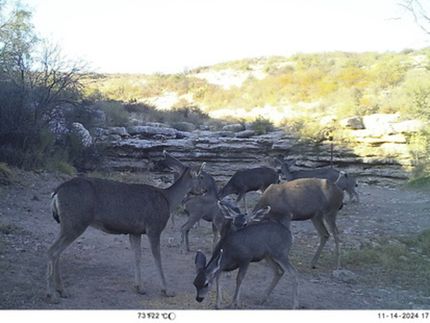 Property for sale in Terrell County, Texas