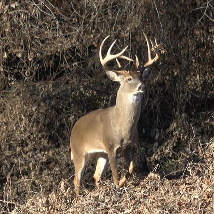 Property for sale in Hardeman County, Tennessee