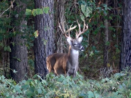 Property for sale in Hardeman County, Tennessee