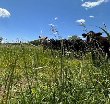 Property for sale in Marion County, Alabama