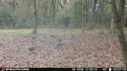 Property for sale in Jasper County, Mississippi