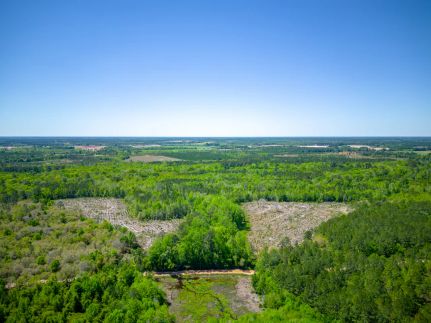 Hunting Land for sale in Appling County, Georgia