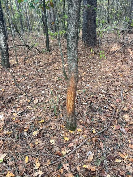 Hunting Land for sale in Hot Spring County, Arkansas