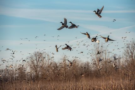 Property for sale in Lauderdale County, Tennessee