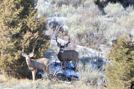 Ranch Property for sale in Rio Blanco County, Colorado