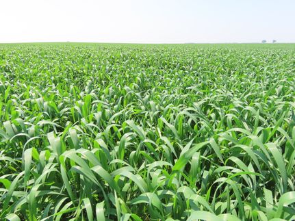 Property for sale in Ward County, North Dakota