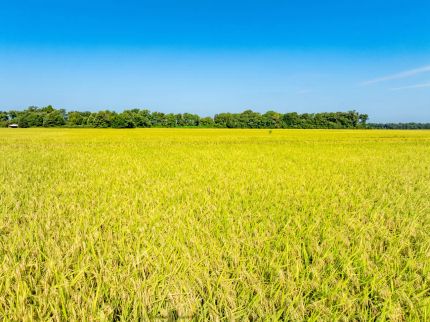 Recreational Property for sale in Poinsett County, Arkansas