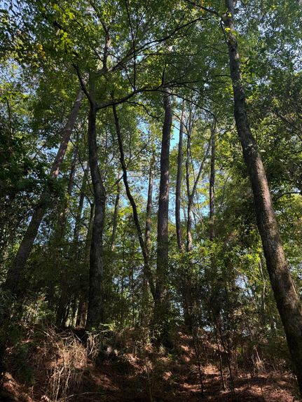 Hunting Land for sale in Evangeline Parish, Louisiana
