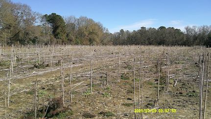 Hunting Land for sale in Dooly County, Georgia