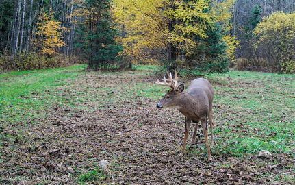 Property for sale in Langlade County, Wisconsin