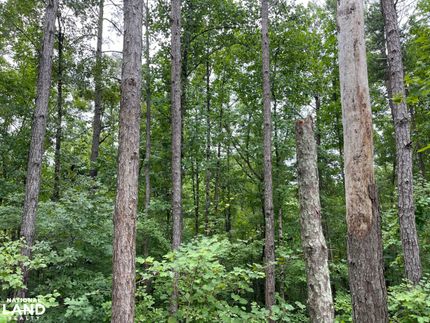 Hunting Land for sale in Tuscaloosa County, Alabama