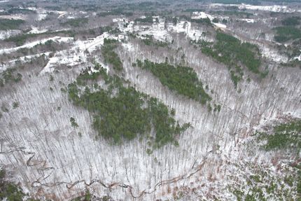 Timberland Property for sale in Halifax County, Virginia