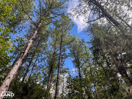 Property for sale in Perry County, Alabama