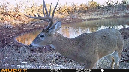 Hunting Land for sale in Taylor County, Texas