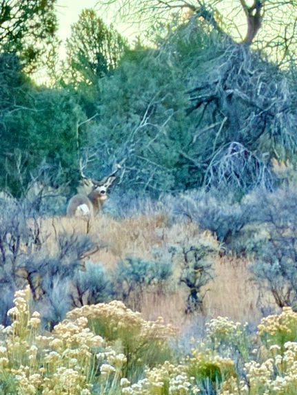Hunting Land for sale in Rio Arriba County, New Mexico
