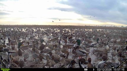 Hunting Land for sale in New Madrid County, Missouri