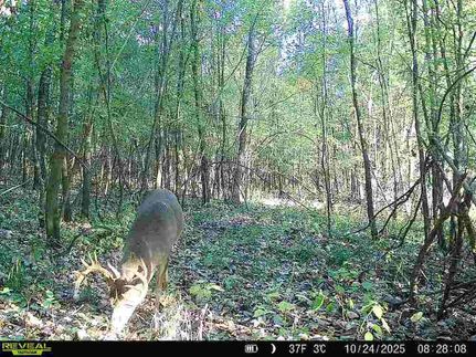 Timberland Property for sale in Jasper County, Illinois