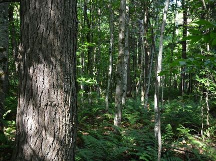 Property for sale in Alger County, Michigan