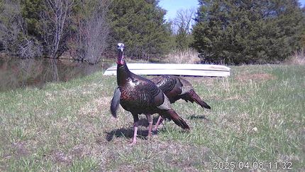 Property for sale in Laclede County, Missouri