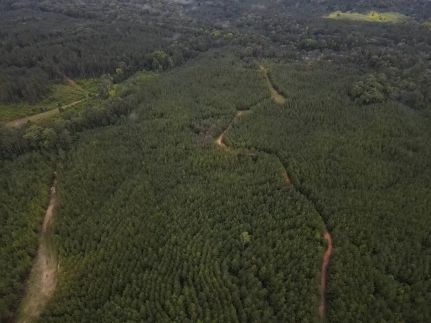 Undeveloped Land for sale in Amite County, Mississippi