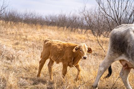 Property for sale in Palo Pinto County, Texas