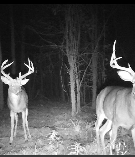 Undeveloped Land for sale in Shannon County, Missouri