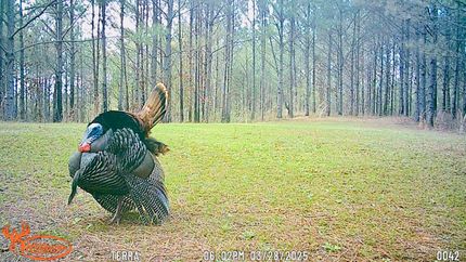 Property for sale in Prentiss County, Mississippi