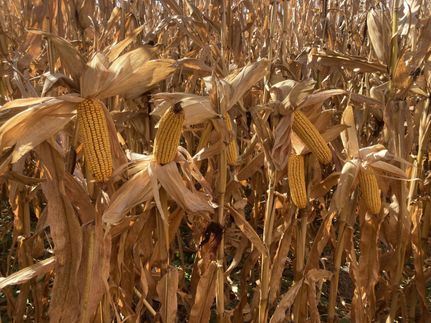 Farm Property for sale in Merrick County, Nebraska