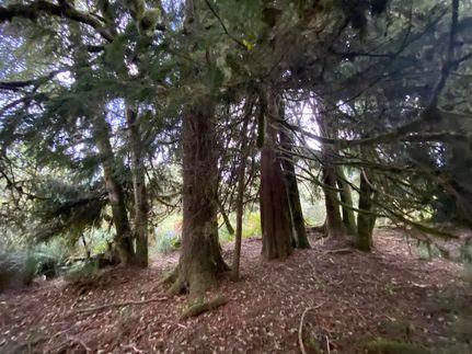 Undeveloped Land for sale in Clatsop County, Oregon