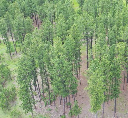 Timberland Property for sale in Meade County, South Dakota