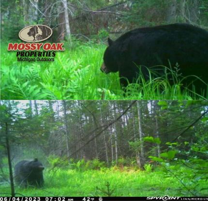 Property for sale in Roscommon County, Michigan