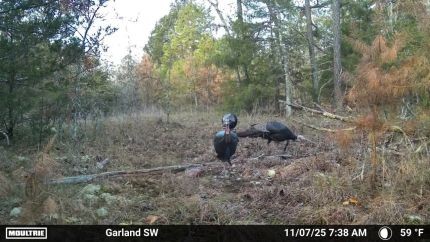 Hunting Land for sale in Izard County, Arkansas