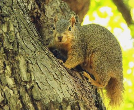 Property for sale in Moore County, Tennessee