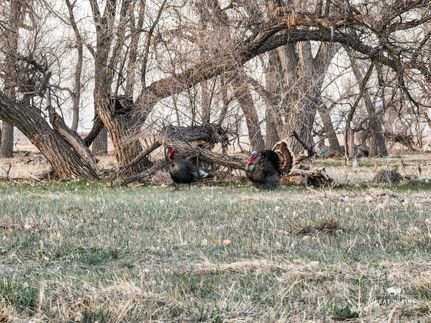 Hunting Land for sale in Adams County, Colorado