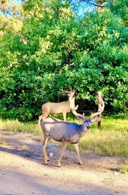 Property for sale in Rio Arriba County, New Mexico