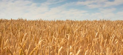 Property for sale in Pennington County, Minnesota