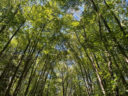 Timberland Property for sale in Warren County, Pennsylvania