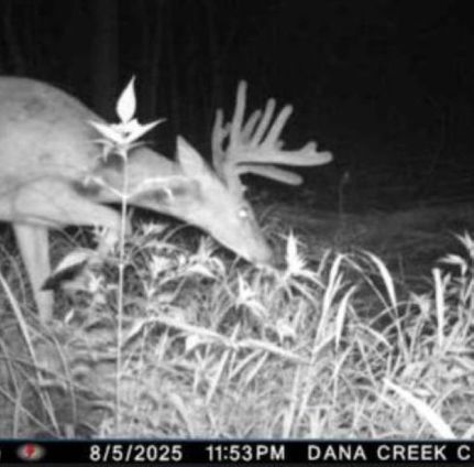 Timberland Property for sale in Shawano County, Wisconsin