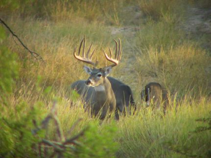 Property for sale in Starr County, Texas