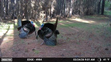 Farm Property for sale in Montgomery County, North Carolina